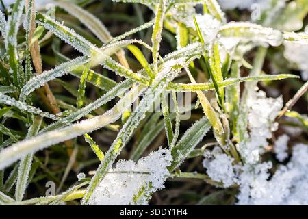 Image macro de cristaux de glace sur herbe Banque D'Images