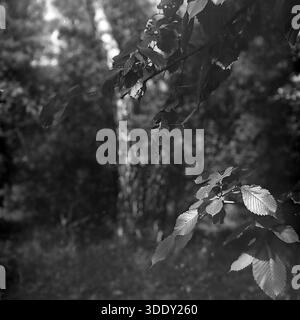 Région de Donetsk, Ukraine, URSS, années 1960 Une photographie d'archives artistiques en noir et blanc capturant un gros plan d'une branche d'arbre avec des feuilles dentelées texturées, probablement orme ou noisetier. Le feuillage est éclairé par la lumière naturelle sur un fond forestier flou avec un tronc d'arbre vertical. Ce cliché carré de format moyen transmet l'atmosphère fraîche des bois. La scène paisible reflète la beauté naturelle intacte, la riche écologie et la vie quotidienne tranquille de la région du Donbass au milieu du XXe siècle. Banque D'Images