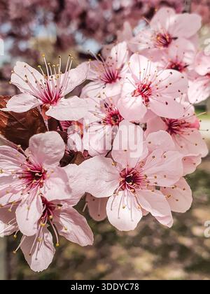 Prunus cerasifera Pissardii myrobolan prune Banque D'Images