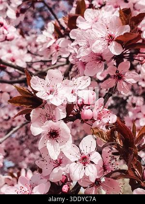 Prunus cerasifera Pissardii myrobolan prune Banque D'Images