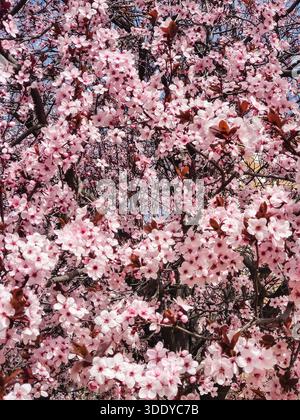 Prunus cerasifera Pissardii myrobolan prune Banque D'Images