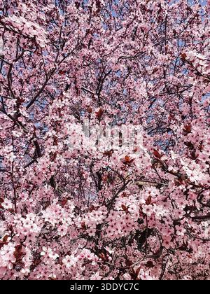 Prunus cerasifera Pissardii myrobolan prune Banque D'Images