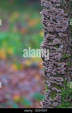 Champignons Turkeytail poussant sur un arbre mort. Banque D'Images