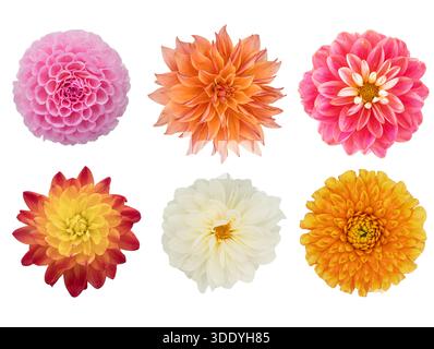 Diverses fleurs de dahlia de jardin isolées sur fond blanc. Banque D'Images
