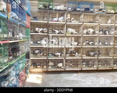 Bagdad, Bagdad, Irak. 4 janvier 2026. Le marché Al-GHAZl, connu sous le nom de marché Al-GHAZl, dans le district de Bab Al-Sharqi, dans le centre de Bagdad, a connu une augmentation significative de l’activité le dimanche matin 4 janvier 2026. Une grande variété d'animaux étaient proposés, y compris des volailles, des poissons d'ornement et des tortues, ainsi que des fournitures pour les élever. Le marché Al-GHAZl est l’un des marchés les plus anciens et les plus populaires de la capitale, fréquenté par les amateurs d’animaux et les familles, en particulier le week-end. Il offre une gamme variée d'options et de prix, ainsi qu'une atmosphère vibrante qui reflète un Banque D'Images