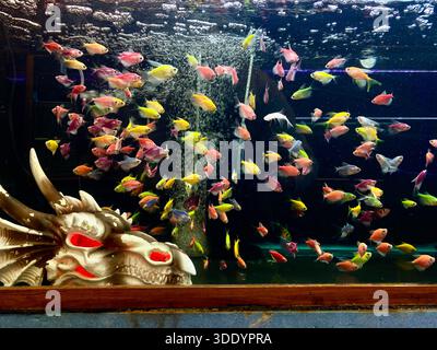 Bagdad, Bagdad, Irak. 4 janvier 2026. Le marché Al-GHAZl, connu sous le nom de marché Al-GHAZl, dans le district de Bab Al-Sharqi, dans le centre de Bagdad, a connu une augmentation significative de l’activité le dimanche matin 4 janvier 2026. Une grande variété d'animaux étaient proposés, y compris des volailles, des poissons d'ornement et des tortues, ainsi que des fournitures pour les élever. Le marché Al-GHAZl est l’un des marchés les plus anciens et les plus populaires de la capitale, fréquenté par les amateurs d’animaux et les familles, en particulier le week-end. Il offre une gamme variée d'options et de prix, ainsi qu'une atmosphère vibrante qui reflète un Banque D'Images