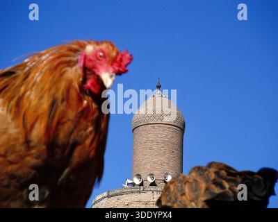 Bagdad, Bagdad, Irak. 4 janvier 2026. Le marché Al-GHAZl, connu sous le nom de marché Al-GHAZl, dans le district de Bab Al-Sharqi, dans le centre de Bagdad, a connu une augmentation significative de l’activité le dimanche matin 4 janvier 2026. Une grande variété d'animaux étaient proposés, y compris des volailles, des poissons d'ornement et des tortues, ainsi que des fournitures pour les élever. Le marché Al-GHAZl est l’un des marchés les plus anciens et les plus populaires de la capitale, fréquenté par les amateurs d’animaux et les familles, en particulier le week-end. Il offre une gamme variée d'options et de prix, ainsi qu'une atmosphère vibrante qui reflète un Banque D'Images