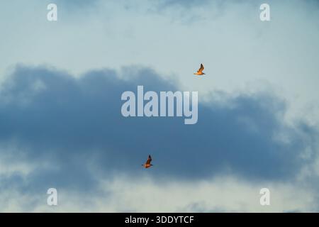 Deux mouettes volant gracieusement à travers un ciel bleu nuageux spectaculaire pendant l'heure dorée, soulignant la liberté et la beauté des oiseaux de mer. Banque D'Images