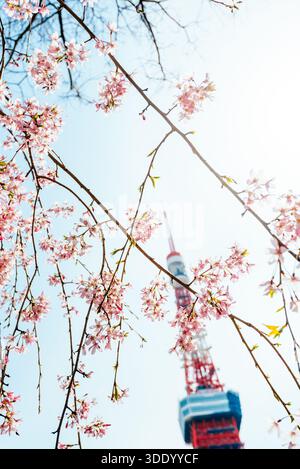 Fleur de cerisier de sakura printanier avec la tour de Tokyo internationale peinte en orange en arrière-plan, Shiba-koen, Minato, Tokyo, Japon Banque D'Images
