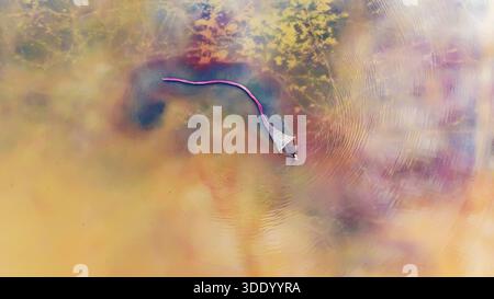 (260104) -- BEIJING, 4 janvier 2026 (Xinhua) -- une photo de drone aérien prise le 8 juin 2025 montre un ouvrier récoltant des crevettes saumures sur un lac salé à Yuncheng, dans la province du Shanxi, au nord de la Chine. (Photo de Jiang Hua/Xinhua) Banque D'Images