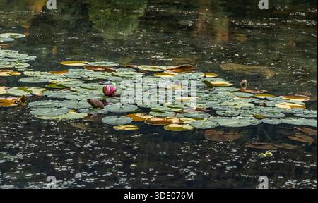 Parc naturel Bolu Golcuk : vue panoramique sur le lac avec la maison en bois emblématique, les couleurs d'automne et les nénuphars sous un ciel nuageux spectaculaire, Bolu, Turquie Banque D'Images