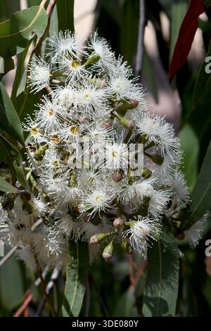 Fleurs blanches de Corymbia maculata, famille des Myrtacées, originaire d'Australie. Endémique à la forêt ouverte de l'est de l'Australie Banque D'Images