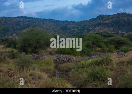 Un groupe de zèbres migrateurs marchent le long d'un chemin de terre à la tombée de la nuit dans le parc national du Serengeti central en Tanzanie, en Afrique. Banque D'Images