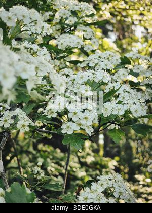 Gros plan de fleurs d'aubépine blanche dans une forêt ensoleillée. Fleurs printanières fraîches avec fond de forêt douce - essence fraîche et vibrante de la forêt printanière Banque D'Images
