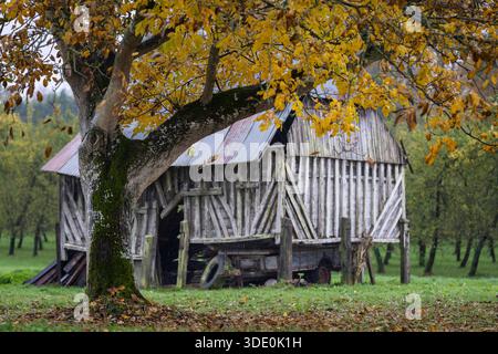 Noyer d'automne avec des feuilles d'or encadrant une ancienne grange en bois altérée dans un verger rural paisible. Scène de campagne rustique. Banque D'Images