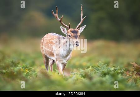 Gros plan d'un jeune cerf en jachère (Dama dama) debout parmi les fougères vertes dans le pré d'automne, au Royaume-Uni. Banque D'Images