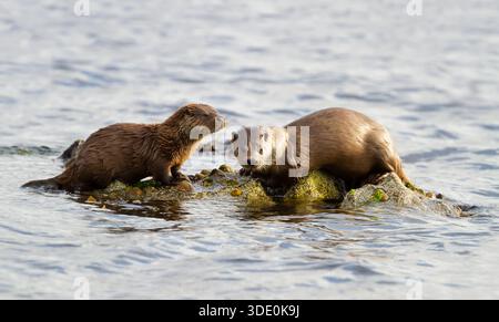 Mère de loutre européenne (Lutra lutra) et son petit reposant sur une roche couverte d'algues dans l'eau, Royaume-Uni Banque D'Images