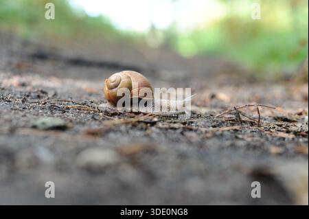 Escargot (Helix pomatia, escargot romain, escargot de Bourgogne, escargot) rampant sur le sol dans la forêt Banque D'Images
