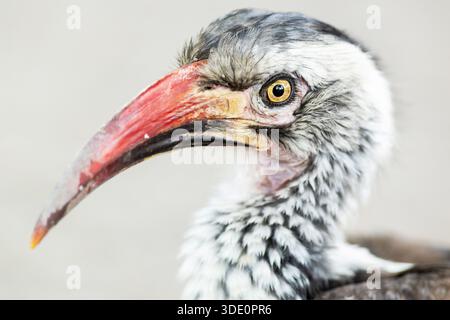 Portrait rapproché de Hornbill à bec rouge du Nord avec une faible profondeur de champ, tourné dans la réserve animalière de Moremi, Botswana Banque D'Images