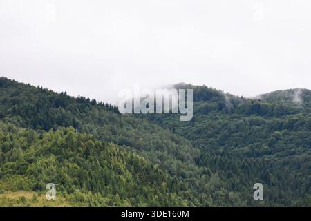 Ukraine, montagnes des Carpates. Brume légère sur les sommets des pins dans la forêt à feuilles persistantes. Jour couvert. Paysage d'été Moody, vue sur la forêt. Banque D'Images