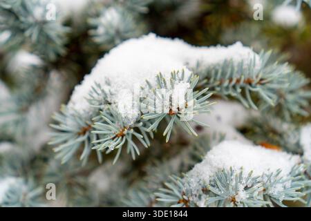 Branche d'épinette bleue couverte de neige blanche fraîche gros plan. Banque D'Images