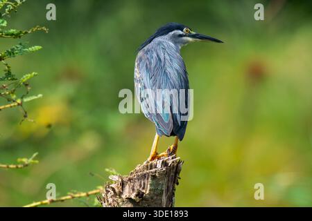 Héron strié (Butorides striata) le long du Nil à Jinja Banque D'Images