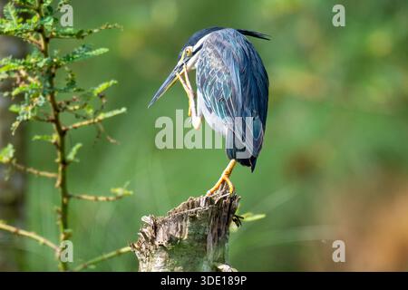 Héron strié (Butorides striata) le long du Nil à Jinja Banque D'Images