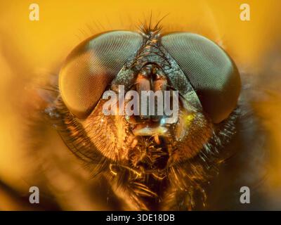 La petite mouche domestique (Fannia canicularis), communément appelée petite mouche domestique, est une espèce de mouche. Banque D'Images