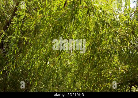 Saule pleurant avec branches suspendues et feuilles vertes. Banque D'Images