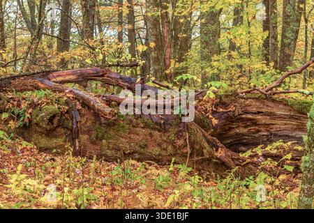 Un grand arbre tombé le long d'un sentier de randonnée dans les Smoky Mountains pendant la saison d'automne montre la beauté et les détails de la forêt A. Banque D'Images