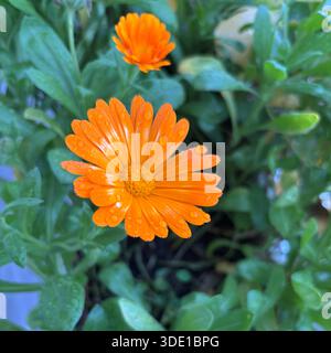 Fleur de souci orange (Calendula officinalis) avec des gouttes d'eau, fond de feuilles vertes floues. Gros plan. Banque D'Images