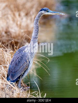 Grand héron bleu Ardea herodias échaudeur en alerte par la rivière - exposition de l'habitat en eau peu profonde - chasse, pêche et comportement debout Banque D'Images