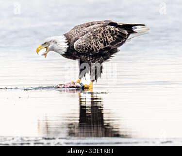 Aigle chauve - Haliaeetus leucocephalus mature - mange un poisson après la chasse - rapace / oiseau de proie aux États-Unis d'Amérique Banque D'Images
