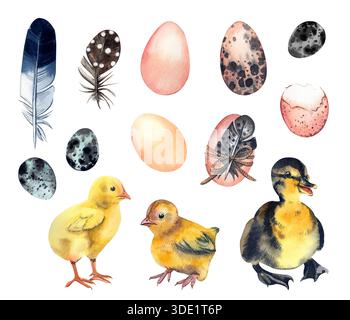 Un ensemble d'illustrations aquarelle de Pâques. Poussins, canetons, œufs de Pâques et plumes de divers oiseaux sur fond blanc pour un salut printanier Banque D'Images
