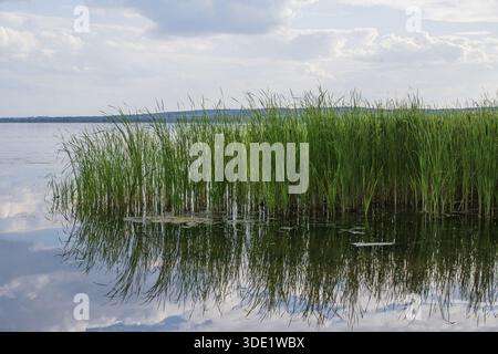 Roseaux poussant le long de la rive calme de la rivière avec des reflets dans l'eau calme sous le ciel nuageux, paysage riverain naturel, scène d'été Banque D'Images