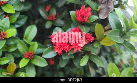 Fleur d'Asoka ou Géranium de la jungle alias flamme des bois ou flamme de la jungle Ixora coccinea Banque D'Images