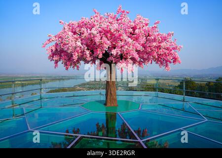 Cerisier artificiel en fleurs se reflétant sur le plancher de verre de la passerelle Pha Ngao Three Lands Skywalk surplombant le fleuve Mékong à Chiang Banque D'Images