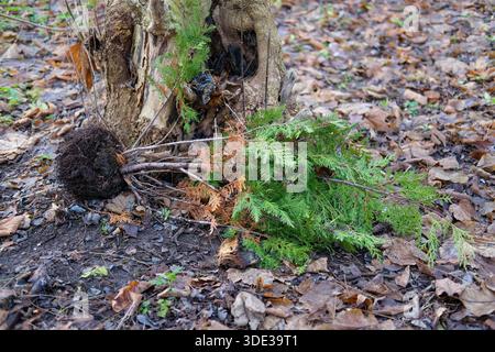 Vue au niveau du sol de jeunes arbres de conifères déracinés dont les racines sont recouvertes de sol et reposent sur le tronc creux d'arbres feuillus, la litière de feuilles, les textures rugueuses de l'écorce. Banque D'Images