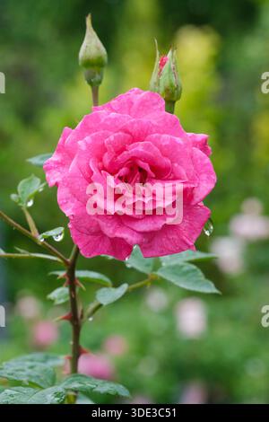 ROSE Gloriana, rose Chewpope, Climbing Rose, grimpeur miniature, fleur rose-violet entièrement double Banque D'Images