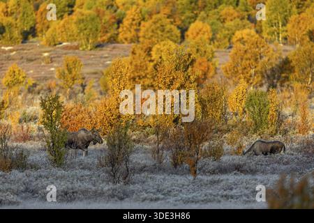 Le jeune orignal taureau (Alces alces) s'approche prudemment d'une jeune femelle et aucun autre mâle ne semble se tenir sur le chemin de la convivialité, Hoarfros Banque D'Images