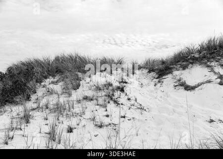 Dunes avec de hautes herbes, paysage côtier naturel, monochrome, Provincetown, Race point Beach, Cape Cod National Seashore, côte Atlantique, Massachusetts Banque D'Images