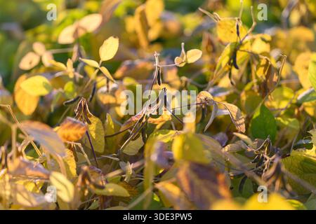 champ ensoleillé promettant un rendement élevé en protéines avec des gousses dorées et des feuilles texturées, repère visuel pour les récits sur les produits de base, la nutrition et l'agroalimentaire en mars Banque D'Images