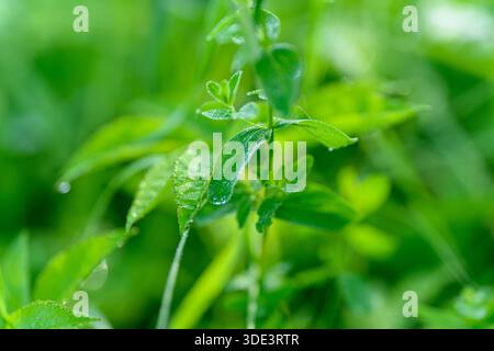 Gros plan de feuilles vertes éclatantes ornées de gouttes de pluie chatoyantes met en valeur la beauté exquise des natures Banque D'Images