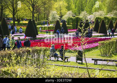 Lisse, pays-Bas - 7 mai 2016 : lit de fleurs de tulipes colorées au printemps. Tulipes colorées dans le jardin de Keukenhof, Hollande, pays-Bas. Floraison fraîche Banque D'Images