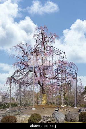Kyoto, japon - mars 25 2023 : cerisier centenaire pleureur avec des fleurs roses sur ses longues branches tombantes soutenues par un cadre formé par de grands WO Banque D'Images