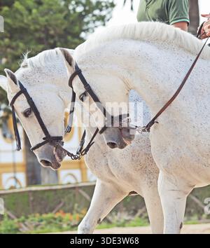 Portraits de couple merveilleux chevaux espagnols blancs jour nuageux Banque D'Images