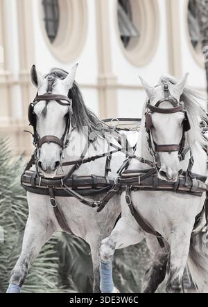 Potrait de merveilleux chevaux blancs de chariot en mouvement à Jeres, Espagne Banque D'Images