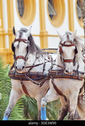 Potrait de merveilleux chevaux blancs de chariot en mouvement à Jeres, Espagne Banque D'Images