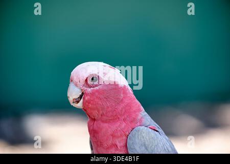 Un perroquet aux plumes rose vif et grises se tient alerte dans un cadre naturel. L'oiseau est tourné vers l'avant avec une expression focalisée, mettant en valeur son vi Banque D'Images