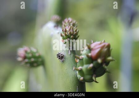 Gros plan belle plante de cactus vert fleurissant avec un petit bourgeon de fleur rose montrant un sentiment naturel tranquille et serein de croissance dans le jardin extérieur Banque D'Images